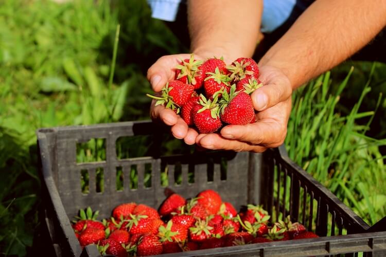 Harvesting strawberries, a seasonal spring food.