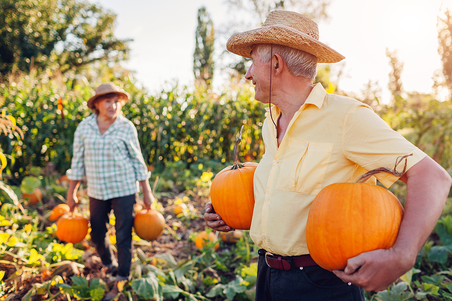 A senior couple picks pumpkins.