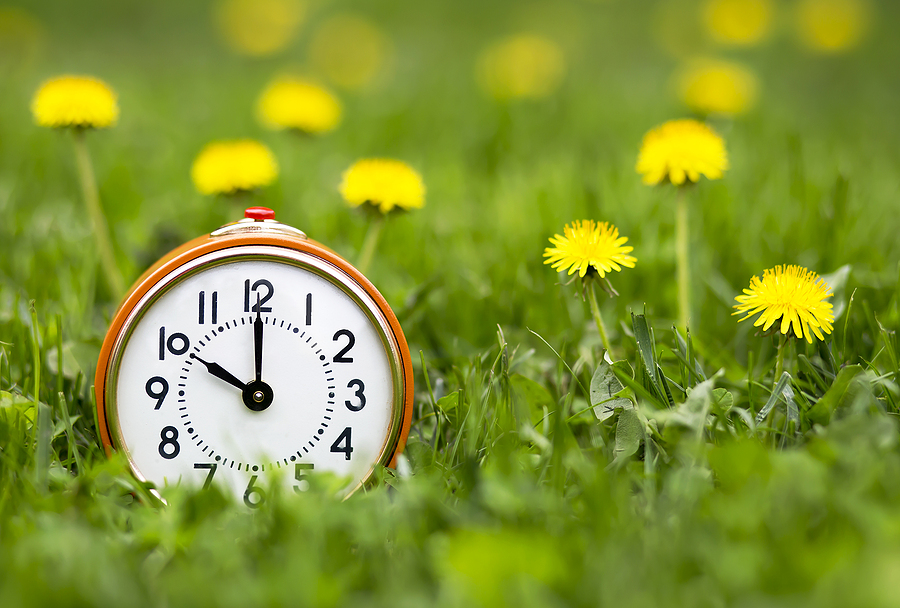 Orange clock in the grass with dandelions
